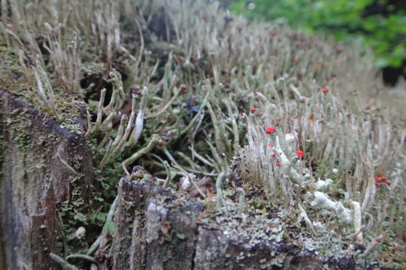 Gang i Wald featured image