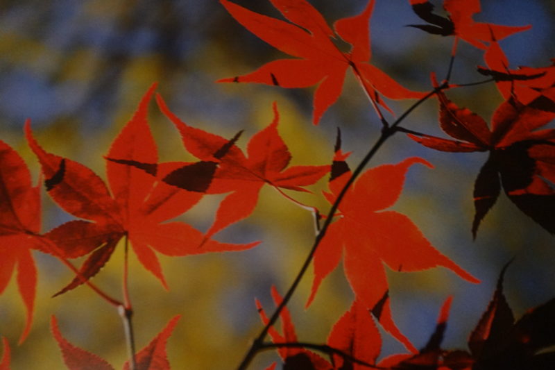 Jenachdäm featured image